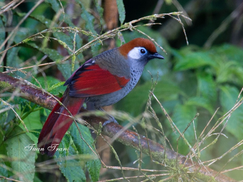 Birds of Vietnam