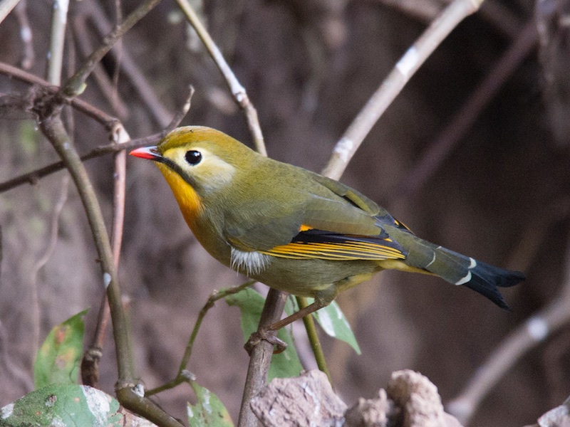 Birds of Vietnam