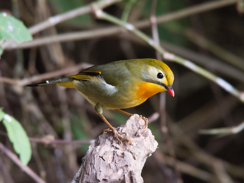 Birds of Vietnam