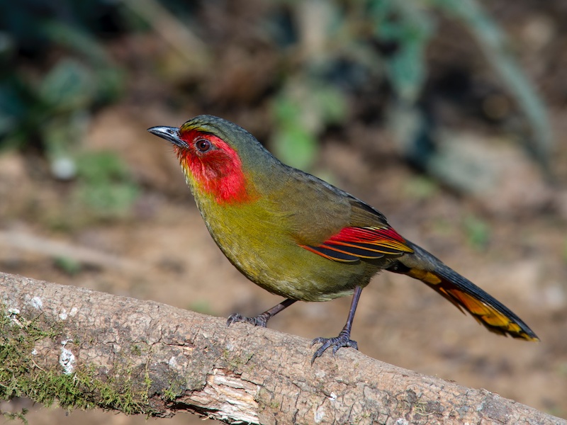 Birds of Vietnam