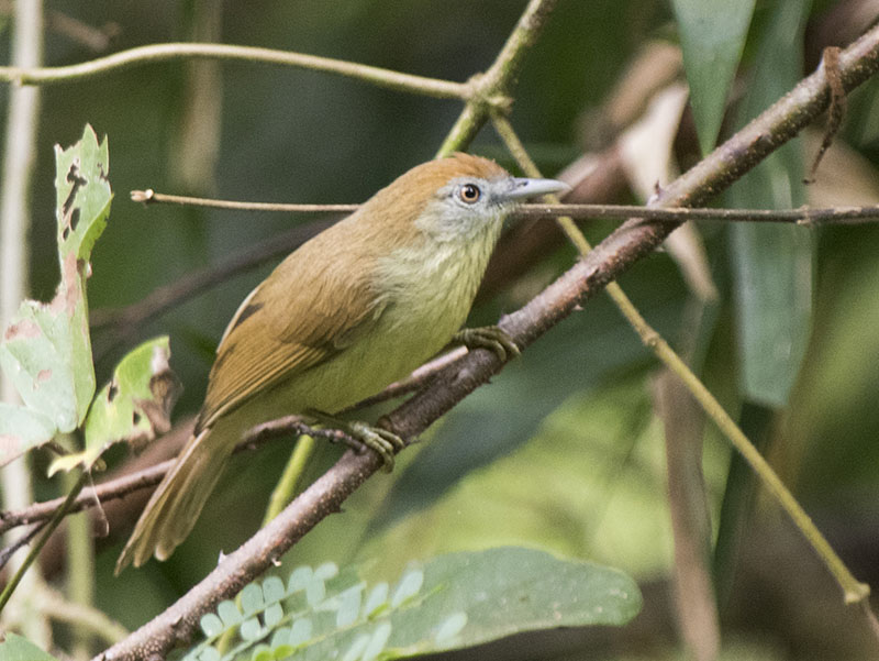 Birds of Vietnam
