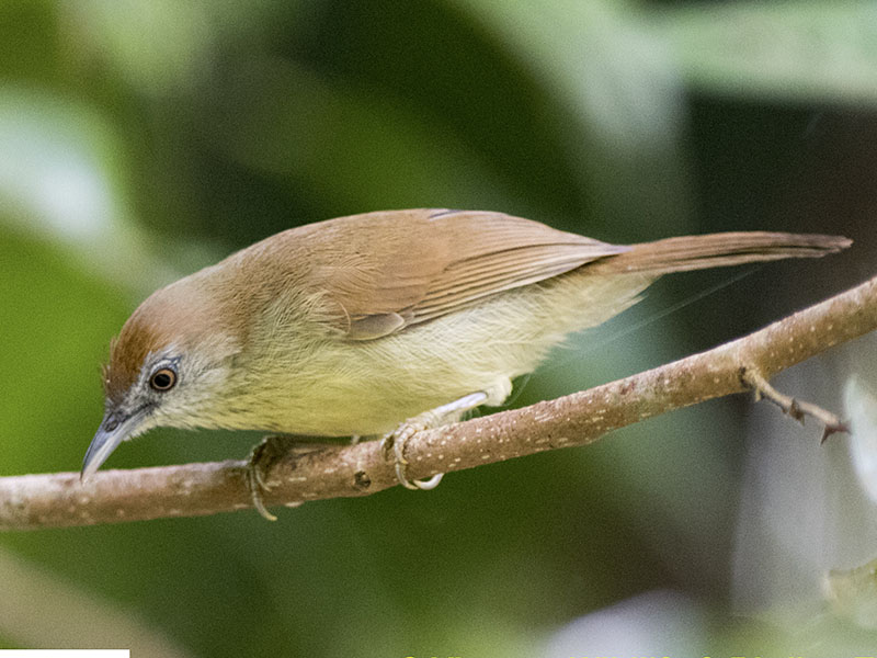 Birds of Vietnam