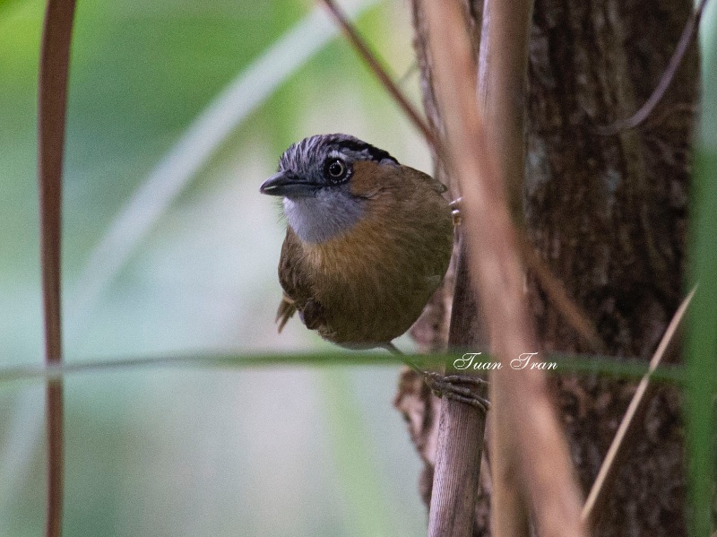 Birds of Vietnam