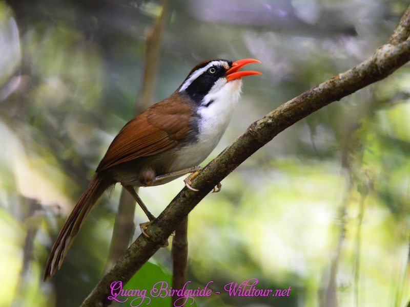 Birds of Vietnam