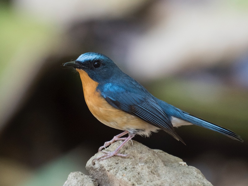 Birds of Vietnam