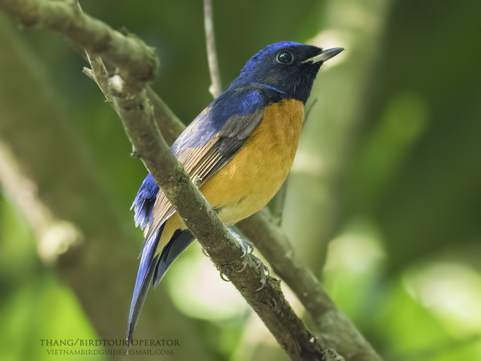 Birds of Vietnam
