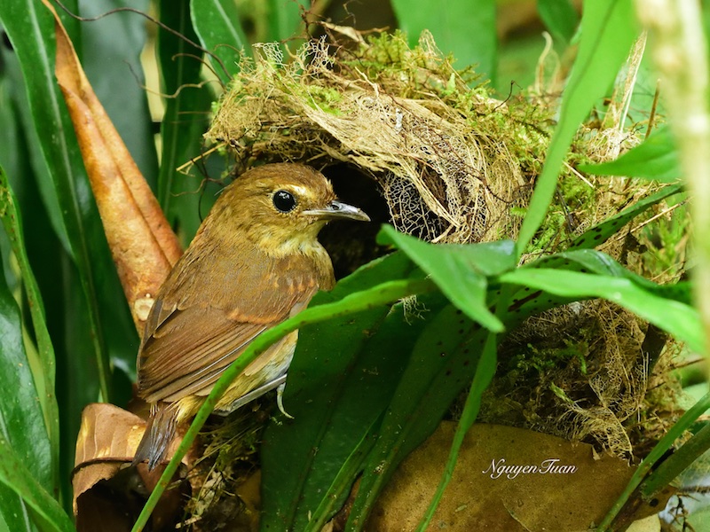 Birds of Vietnam