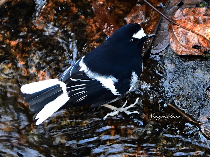 Birds of Vietnam