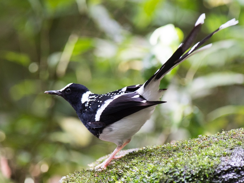 Birds of Vietnam