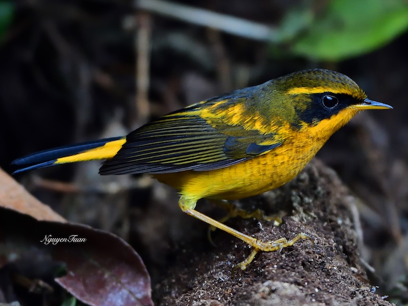 Birds of Vietnam