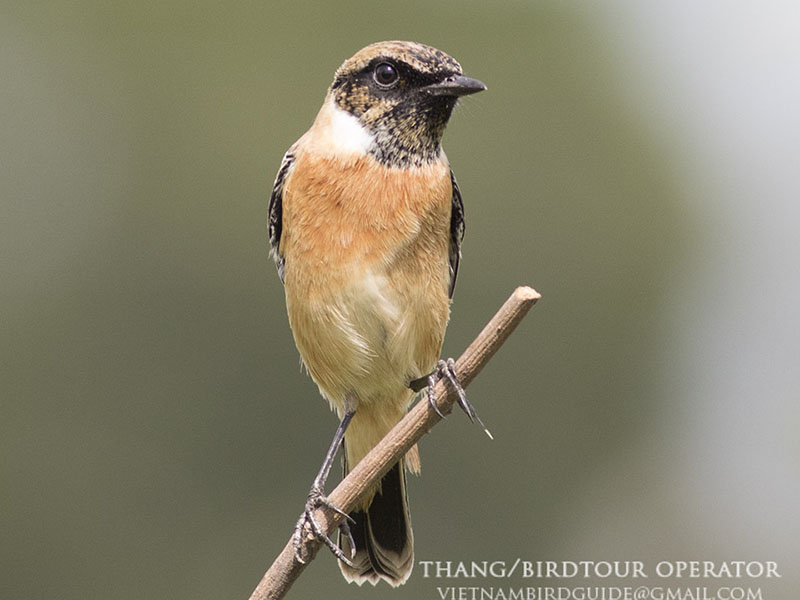 Birds of Vietnam