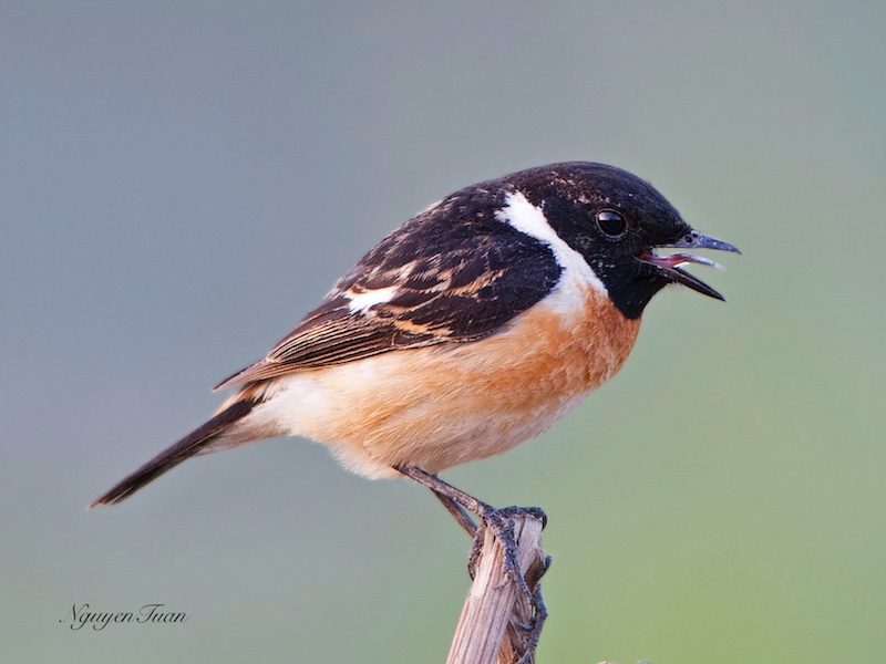 Birds of Vietnam