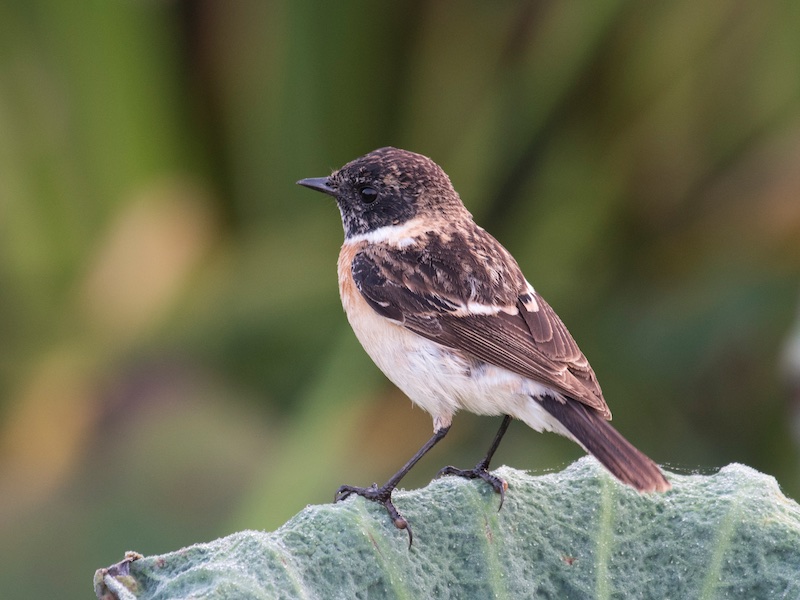 Birds of Vietnam