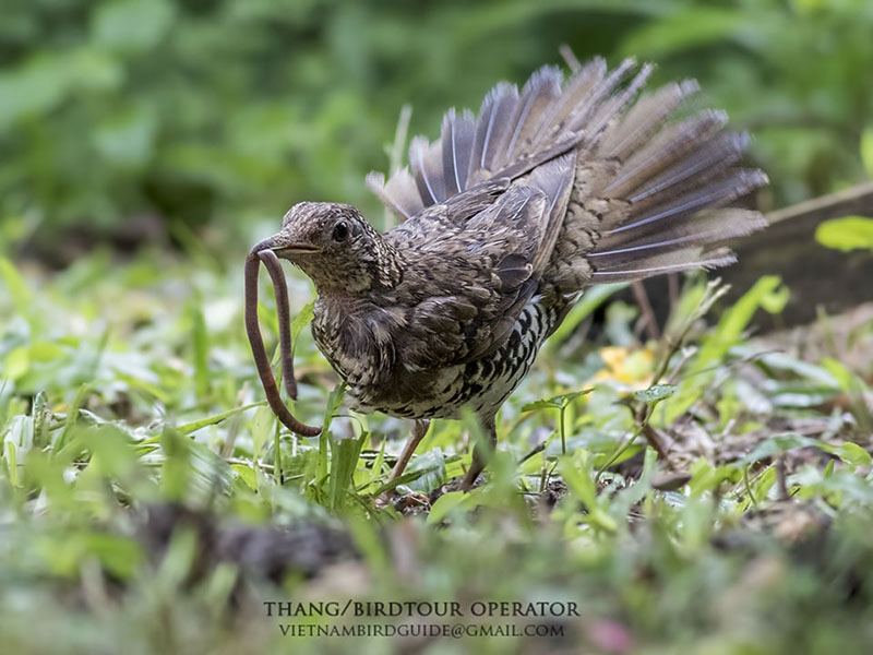 Birds of Vietnam