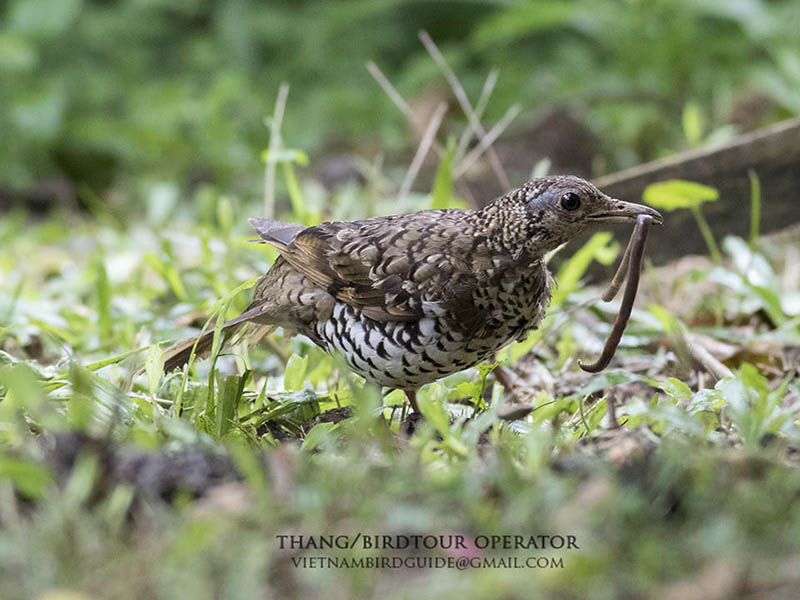 Birds of Vietnam
