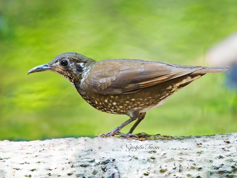 Birds of Vietnam
