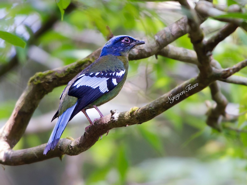 Birds of Vietnam