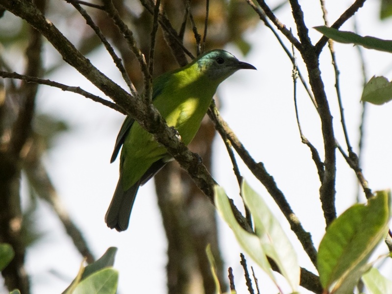 Birds of Vietnam