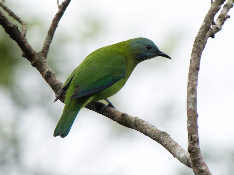 Birds of Vietnam