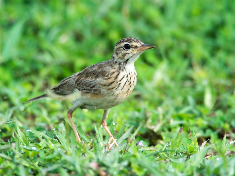 Birds of Vietnam